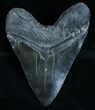 Massive Megalodon Tooth (RESTORED) #6063-2